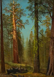 Der Grizzly-Riese Sequoia, Mariposa Grove, Kalifornien